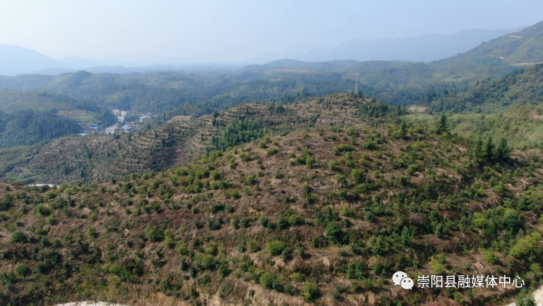 路口镇田铺村万亩油茶基地